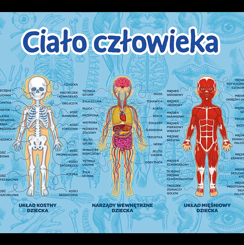 Gra dla dzieci Ciało człowieka Mistrz Wiedzy