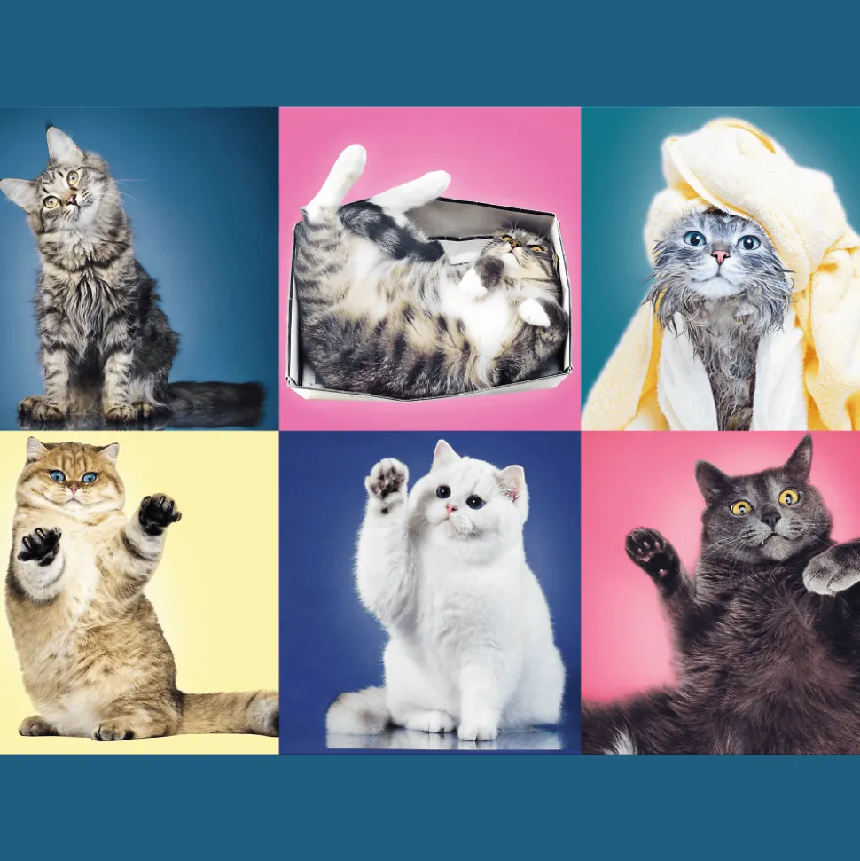 Puzzle 500 el. Kociaki