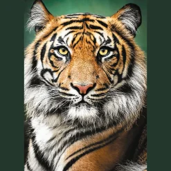 Puzzle 1500 el. Portret tygrysa