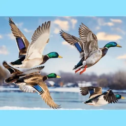 Puzzle Premium Plus Quality 1000 el. Mallards in Flight