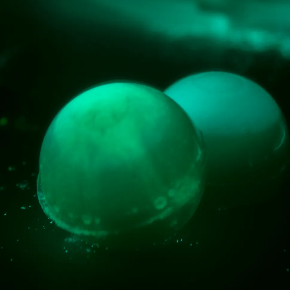 Zestaw naukowy Science4you, Fabryka Glutożelków